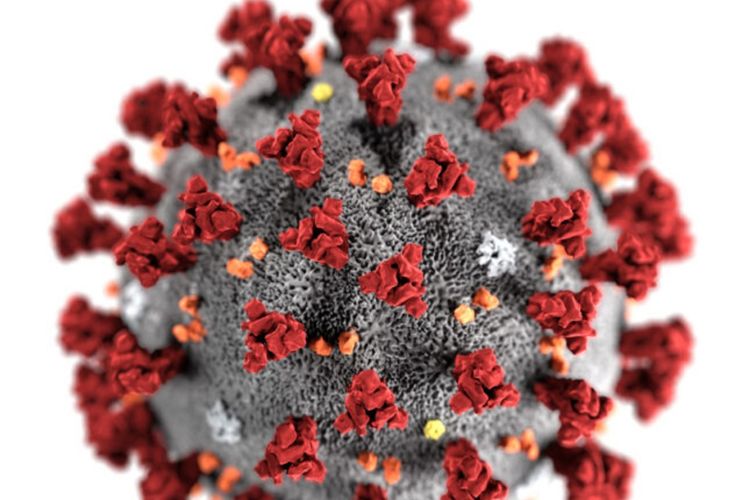 imported-Coronavirus-CDC-645x645-dbffbf.jpg