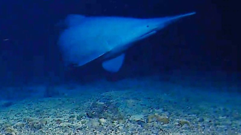 imported-skynews-goblin-shark_7272226.jpg