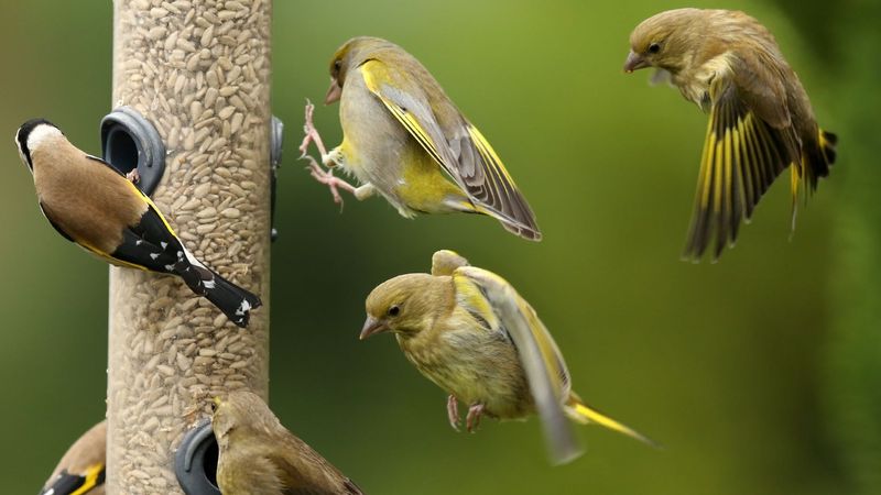 imported-skynews-greenfinches-goldfinches_7215754.jpg