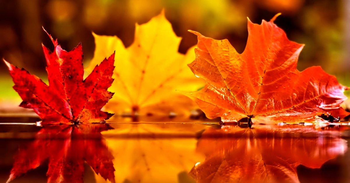 Autumn Leaves.jpg