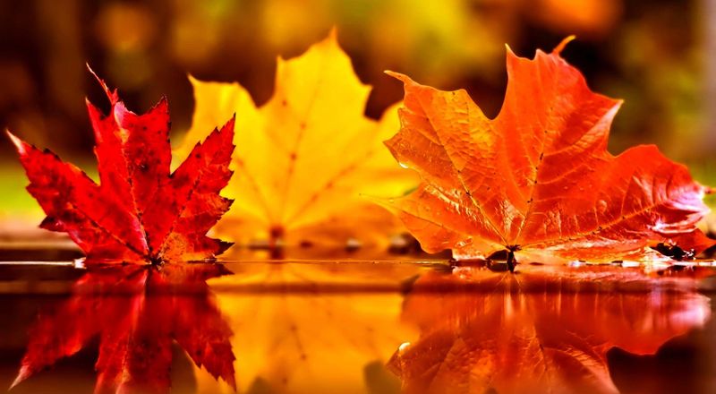 Autumn Leaves.jpg
