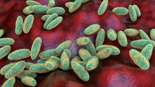 imported-skynews-plague-yersinia-pestis_7368625.jpg