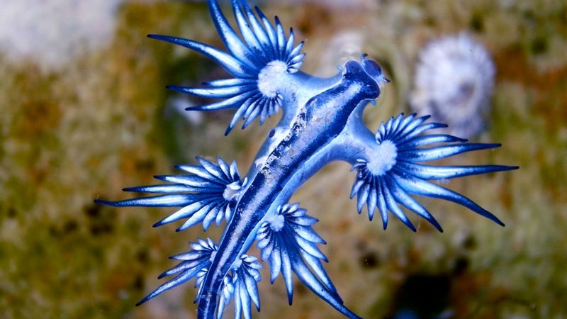 imported-skynews-blue-dragon-sea-slug_6996747.jpg