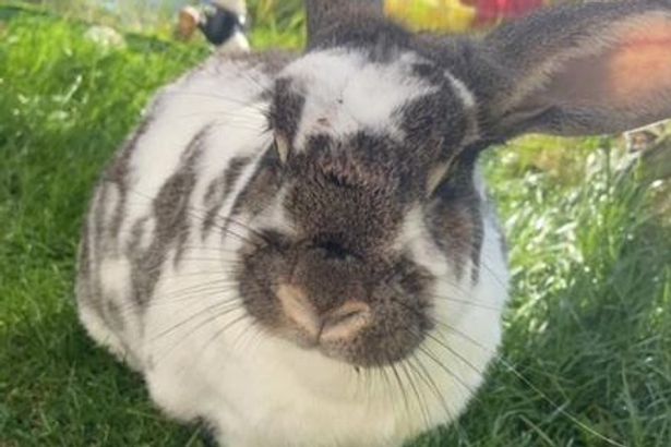imported-0_Archie-Bun-rabbit-1.jpg