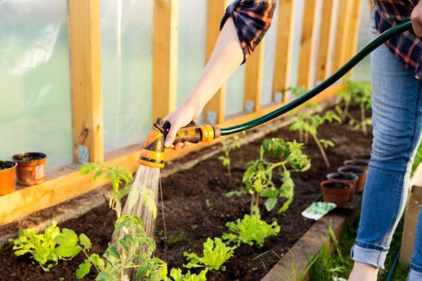 imported-1_How-to-look-after-your-garden-during-a-hosepipe-ban.jpg