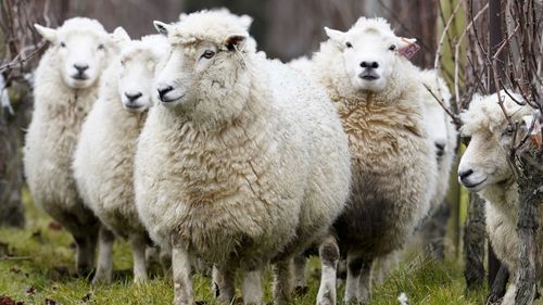 imported-skynews-sheep-animals_7320495.jpg