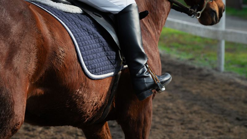 imported-skynews-eventing-horse-equestrian_7301728.jpg