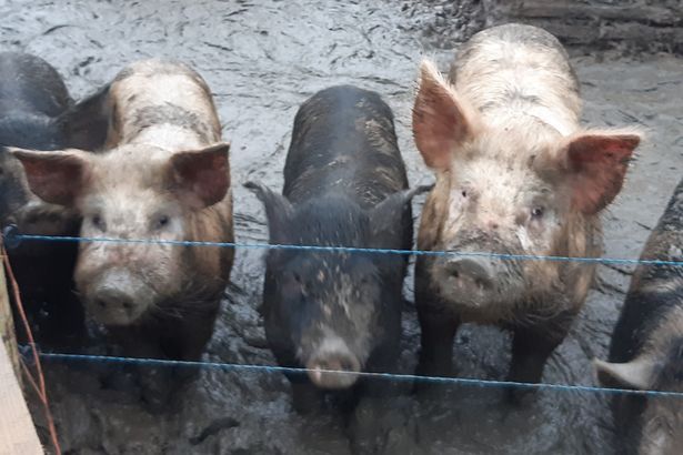 imported-0_PIGS-1.jpg