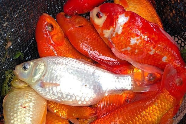imported-1_Fish-dumped-at-Milton-Country-Park.jpg