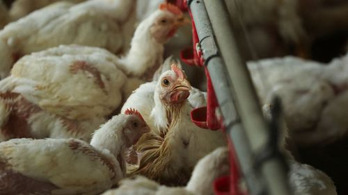 imported-skynews-chicken-farm-poultry_7308123.jpg