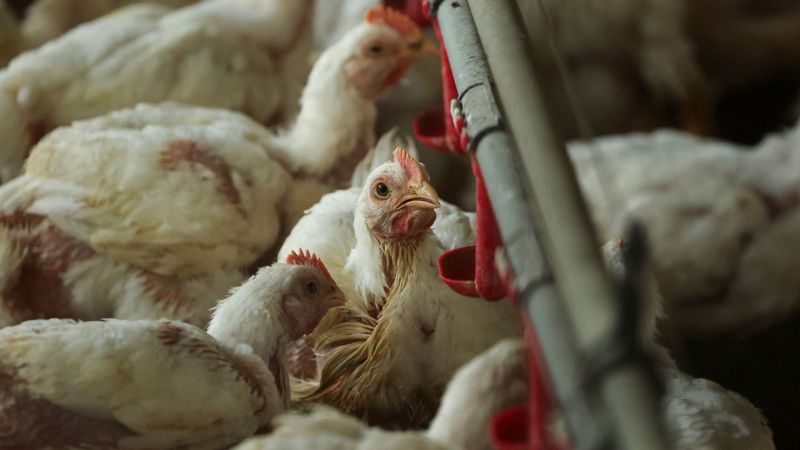 imported-skynews-chicken-farm-poultry_7308123.jpg