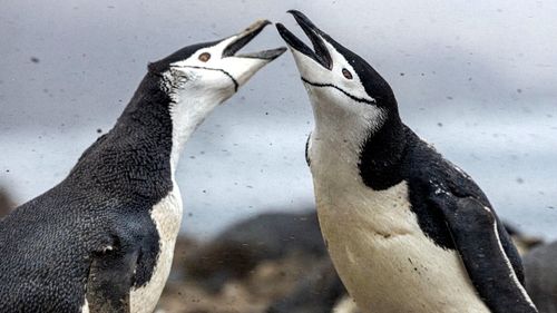 imported-skynews-penguins-chinstrap-penguins_7370980.jpg