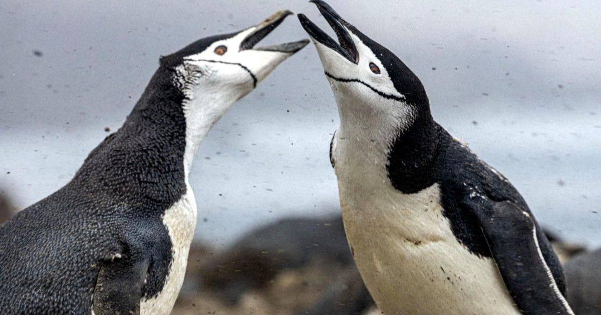 imported-skynews-penguins-chinstrap-penguins_7370980.jpg