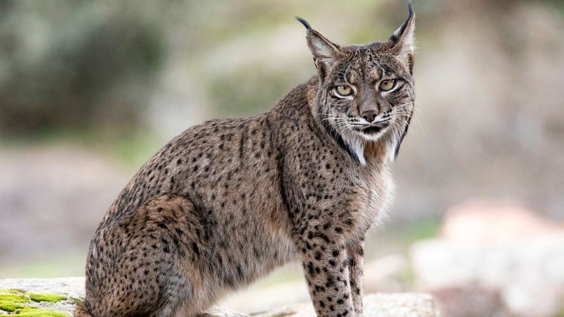 imported-skynews-zoo-lynx_6982768.jpg