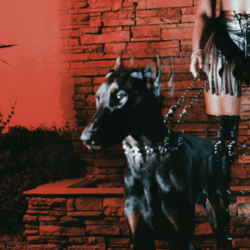 Mutt (Remix)