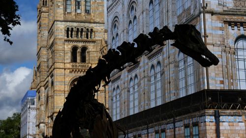 imported-skynews-natural-history-museum_7364227.jpg