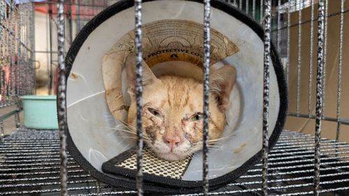 imported-skynews-vietnam-cats-cat-ho-chi-minh-city_7275702.jpg