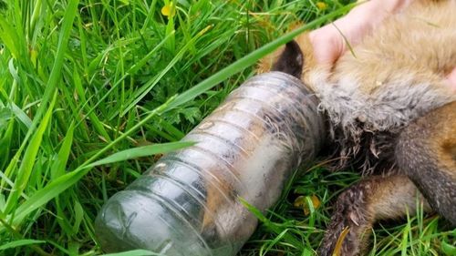 imported-skynews-fox-bottle_7294672.jpg