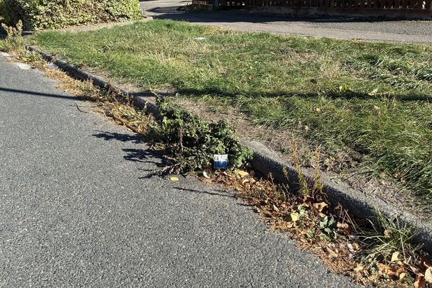 imported-1_Weeds-growing-out-of-the-roadside-in-Cambridge-IMG_0389.jpg