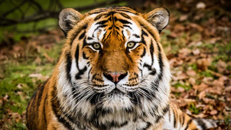 imported-skynews-altai-tiger-yorkshire_7374125.jpg