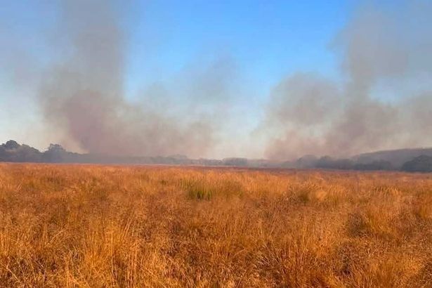 imported-0_Hampton-Nature-reserve-fire-1jfif.jpg