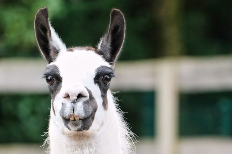 imported-llama-6568744_1280-ce3cb6.jpg