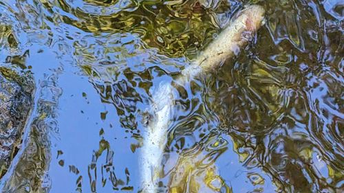imported-skynews-knockando-burn-river-spey_7238842.jpg