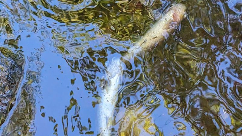 imported-skynews-knockando-burn-river-spey_7238842.jpg