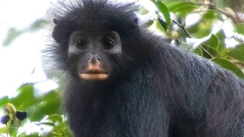 imported-skynews-likweli-colobus-congo_7298890.jpg