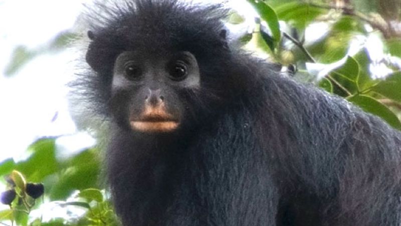 imported-skynews-likweli-colobus-congo_7298890.jpg