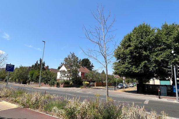 imported-0_Milton-Road-Cambridge-trees-1jpeg.jpg