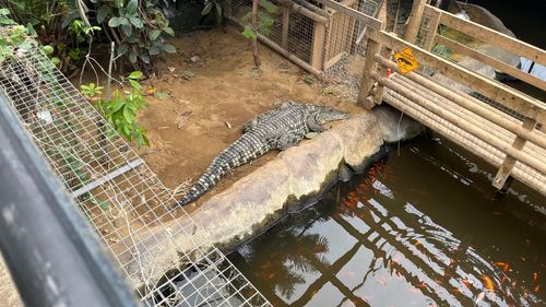 imported-skynews-crocodile-johnsons_7277013.jpg