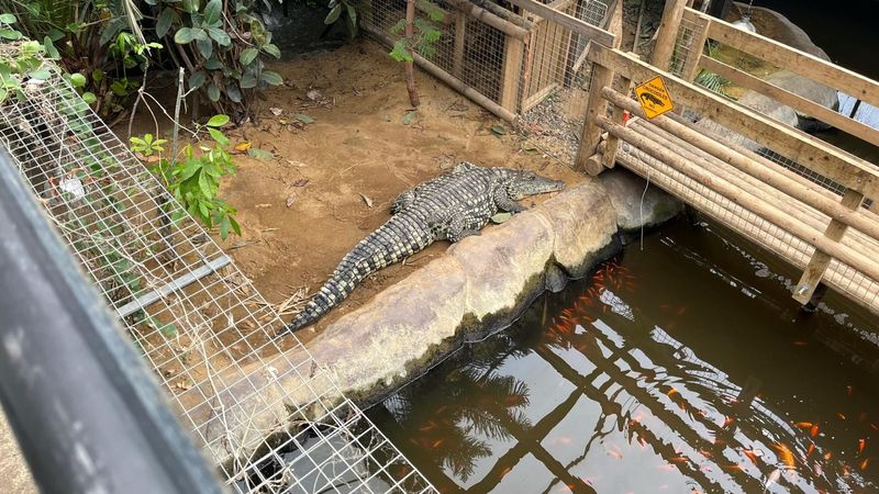 imported-skynews-crocodile-johnsons_7277013.jpg