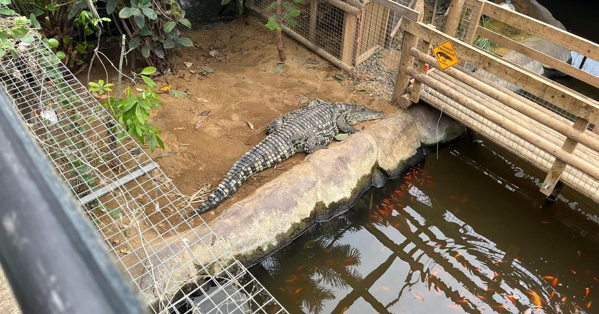 imported-skynews-crocodile-johnsons_7277013.jpg