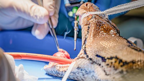 imported-skynews-cancer-snake-chester-zoo_7326532.jpg