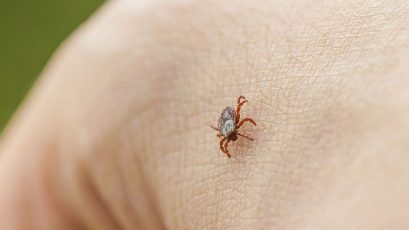 imported-skynews-tick-animal_7366471.jpg