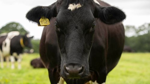 imported-skynews-cow-field_7297233.jpg