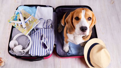 imported-skynews-dog-travel_7226836.jpg