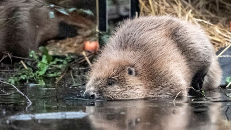 imported-skynews-somerset-beavers_7161682.jpg