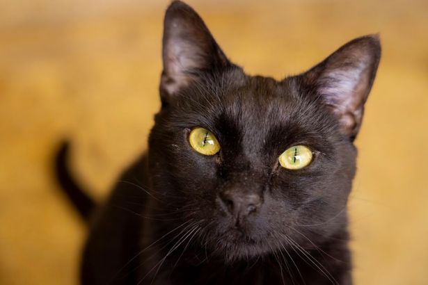 imported-0_RSPCA-Cancel-Out-Cruelty-cats.jpg