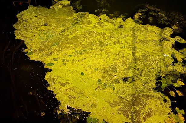imported-0_River-Cam-yellow-Phil-Rodgersjfif.jpg