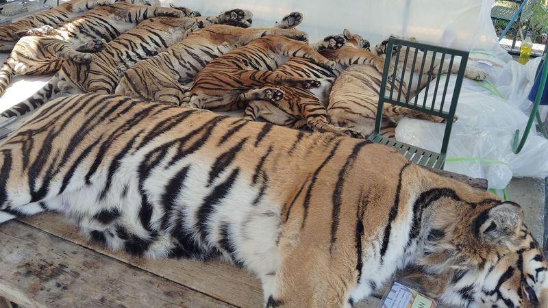 imported-skynews-tiger-thailand-deaths_7173820.jpg