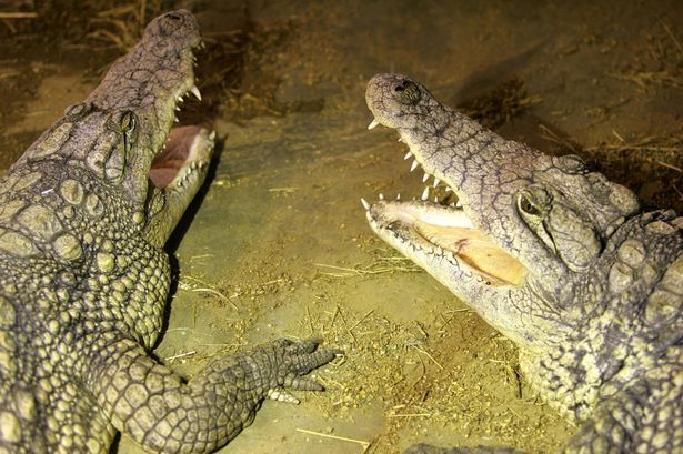 imported-0_Boy-three-critical-after-crocodile-mauling-at-zoo-as-man-arrested.jpg