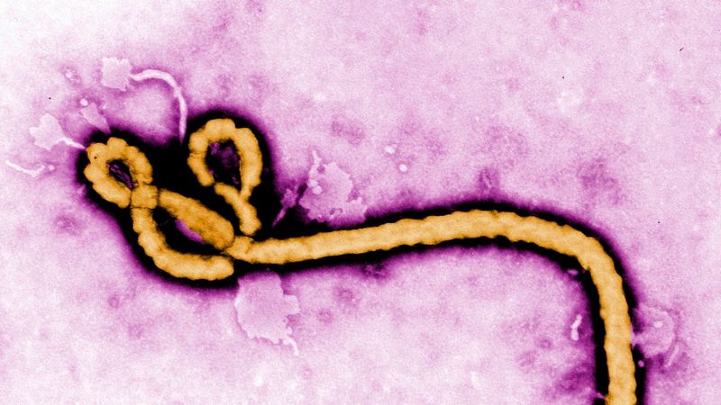imported-skynews-yalda-hakim-ebola-africa_7252710.jpg