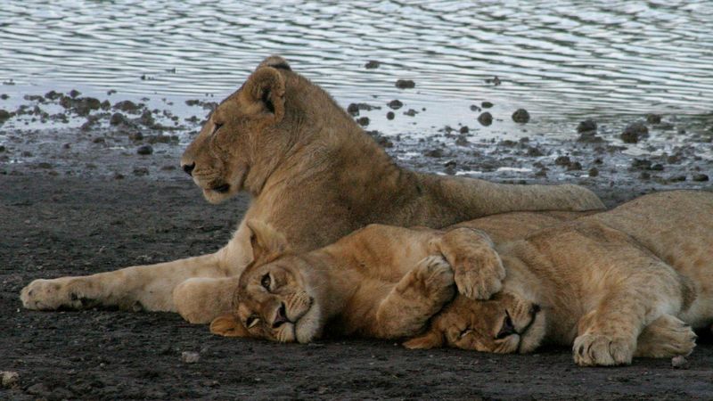 imported-skynews-lions-tanzania_7357081.jpg