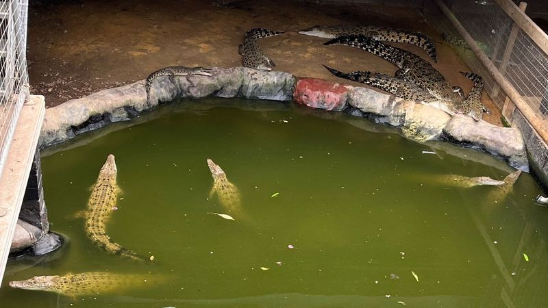 imported-skynews-crocodile-johnsons_7277018.jpg