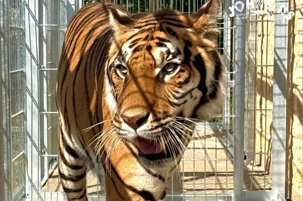 imported-0_Johnsons-Tiger-1.jpg