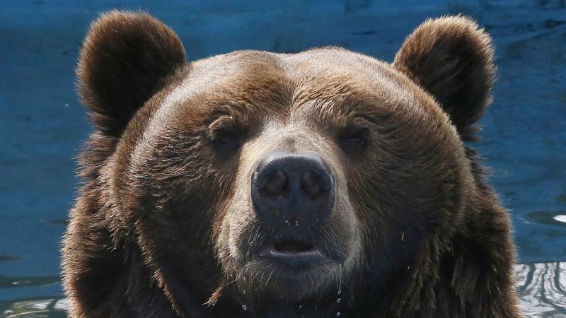 imported-skynews-bear-russia_7365966.jpg