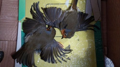 imported-skynews-glue-trap-sspca-scottish-spca_7287191.jpg