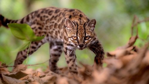 imported-skynews-leopardus-tilcayo-cat_7355074.jpg